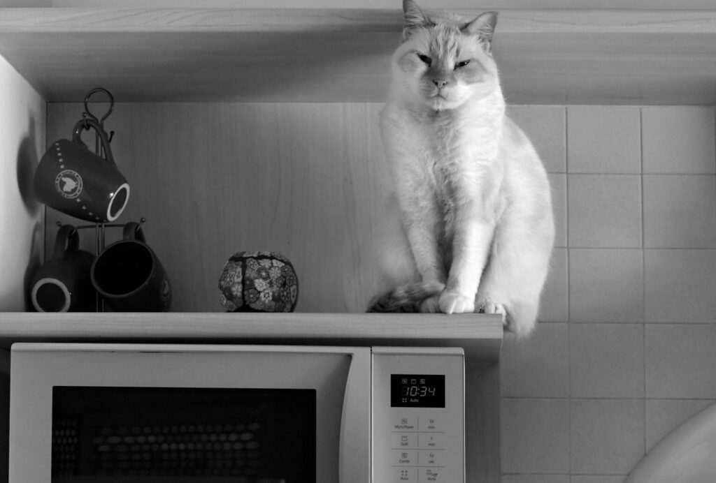 تعمیر مایکروفر بوش